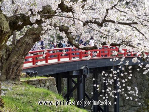Kirschblüten aus japan münchen